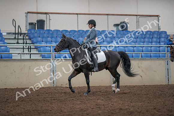 2019 Morgan Horse Show - Aug 31, 2019 - 07242