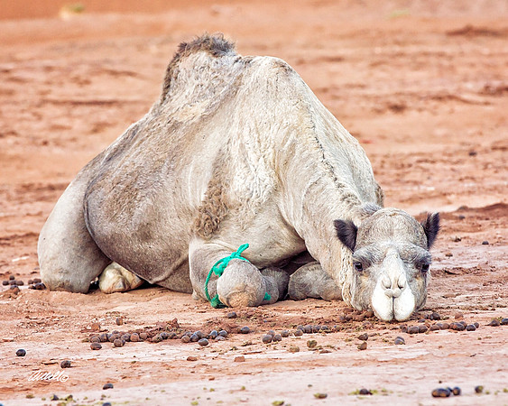 Morocco - 002