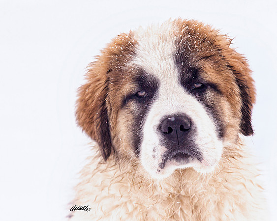 Dogs and Cats - 009