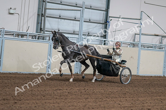 2020 - AB Morgan Horse - Sat, Sept 05 - 05863