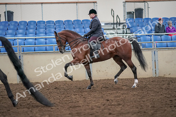 2019 Morgan Horse Show - Aug 30, 2019 - 20089