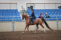 2019 Morgan Horse Show - Aug 31, 2019 - 16893