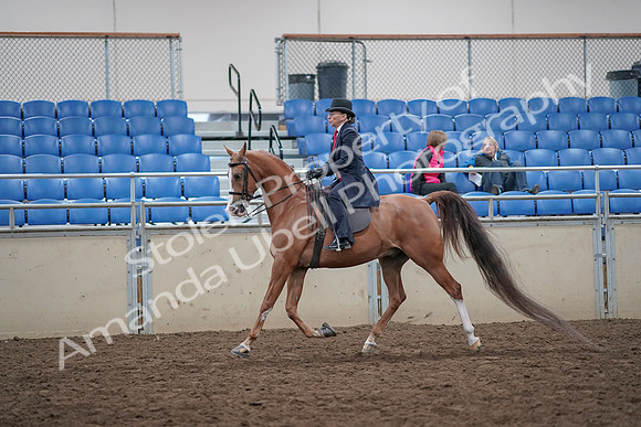 2019 Morgan Horse Show - Aug 31, 2019 - 16893
