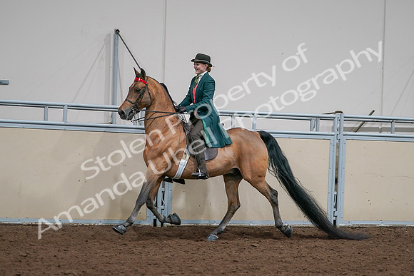 2020 - AB Morgan Horse - Sat, Sept 05 - 13689
