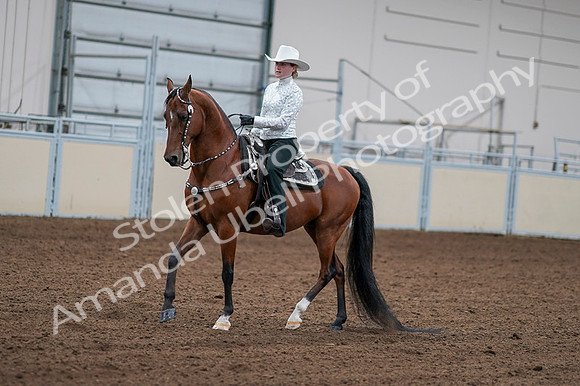 2020 - AB Morgan Horse - Fri, Sept 04 - 03579