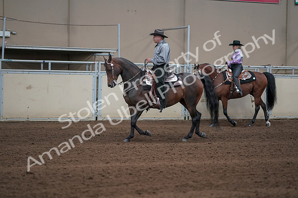 2019 Morgan Horse Show - Sept 01, 2019 - 06842