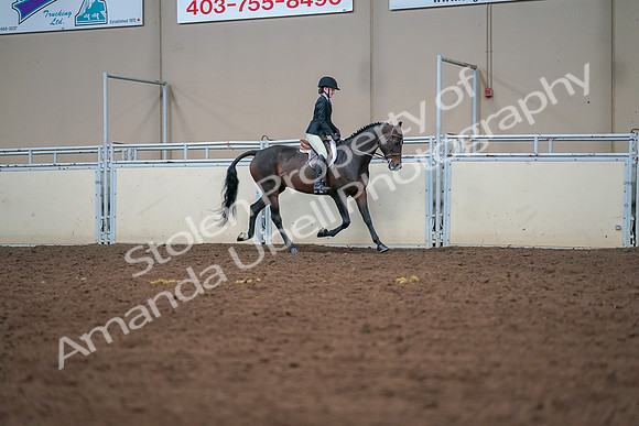 2019 Morgan Horse Show - Aug 30, 2019 - 20878