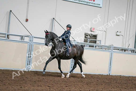 2020 - AB Morgan Horse - Fri, Sept 04 - 03005