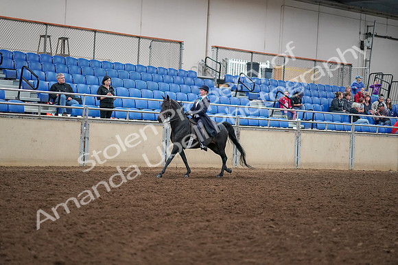 2019 Morgan Horse Show - Aug 30, 2019 - 12320