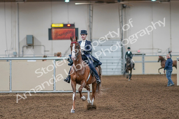 2020 - AB Morgan Horse - Sat, Sept 05 - 11358