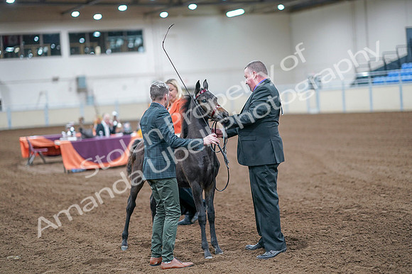 2020 - AB Morgan Horse - Fri, Sept 04 - 06201