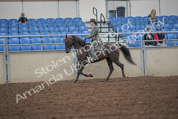 2019 Morgan Horse Show - Aug 30, 2019 - 15396