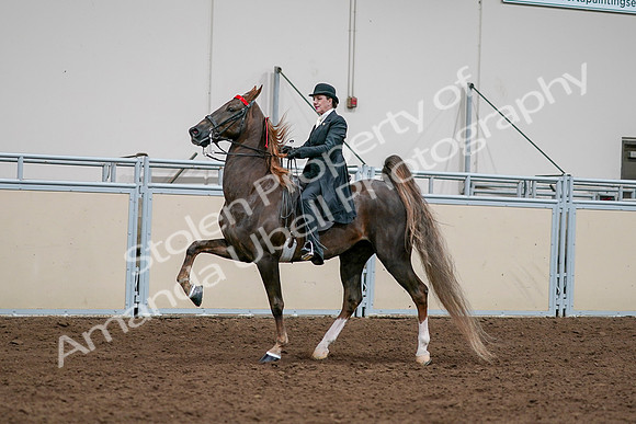 2020 - AB Morgan Horse - Sat, Sept 05 - 13117