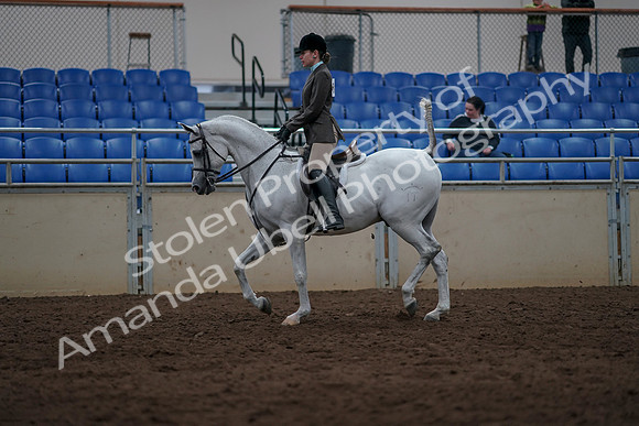 2019 Morgan Horse Show - Sept 01, 2019 - 08573