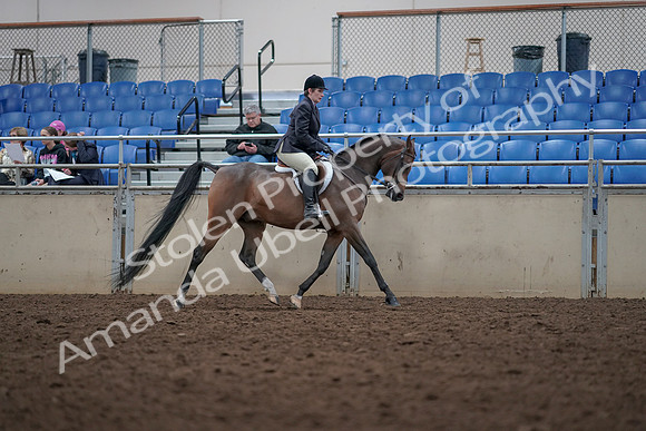 2019 Morgan Horse Show - Aug 31, 2019 - 16176