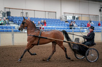 2019 Morgan Horse Show - Aug 30, 2019 - 13027