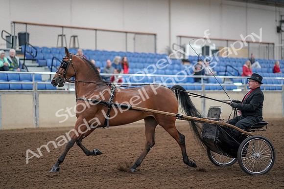 2019 Morgan Horse Show - Aug 30, 2019 - 13027