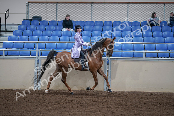 2020 - AB Morgan Horse - Fri, Sept 04 - 05092
