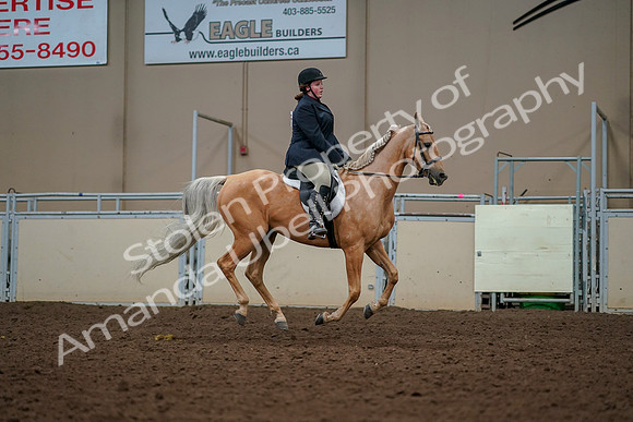 2019 Morgan Horse Show - Aug 30, 2019 - 22564