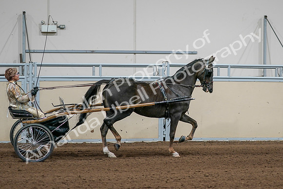 2020 - AB Morgan Horse - Sat, Sept 05 - 05909