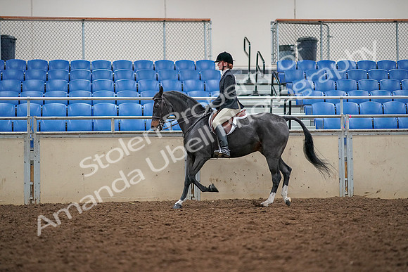 2019 Morgan Horse Show - Aug 30, 2019 - 23297