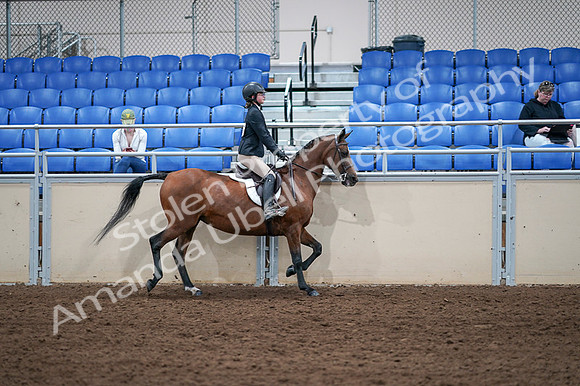 2020 - AB Morgan Horse - Fri, Sept 04 - 02191