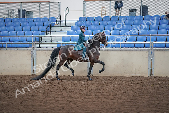 2019 Morgan Horse Show - Aug 30, 2019 - 18163