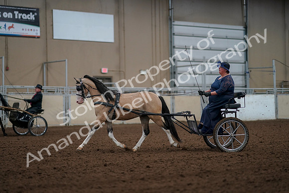 2019 Morgan Horse Show - Aug 30, 2019 - 13256