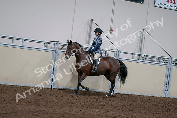 2020 - AB Morgan Horse - Fri, Sept 04 - 05916