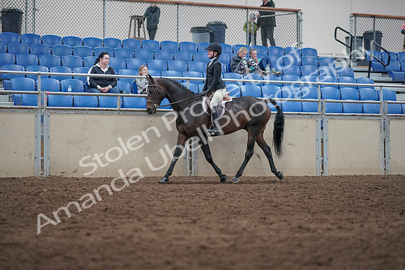 2019 Morgan Horse Show - Sept 01, 2019 - 09020