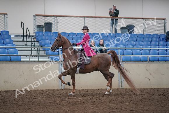 2019 Morgan Horse Show - Aug 31, 2019 - 08530