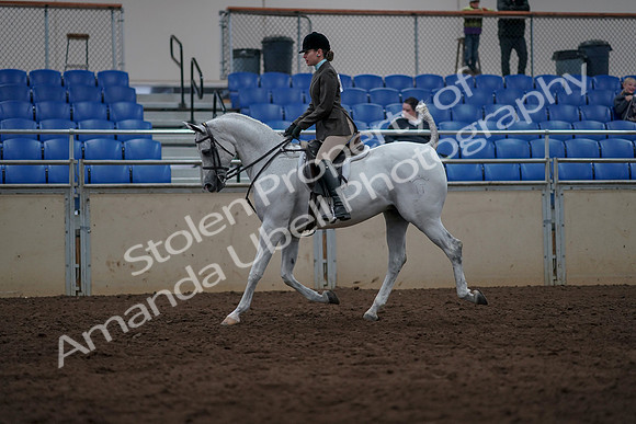 2019 Morgan Horse Show - Sept 01, 2019 - 08570