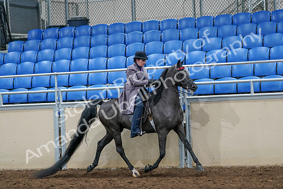 2020 - AB Morgan Horse - Sat, Sept 05 - 13820