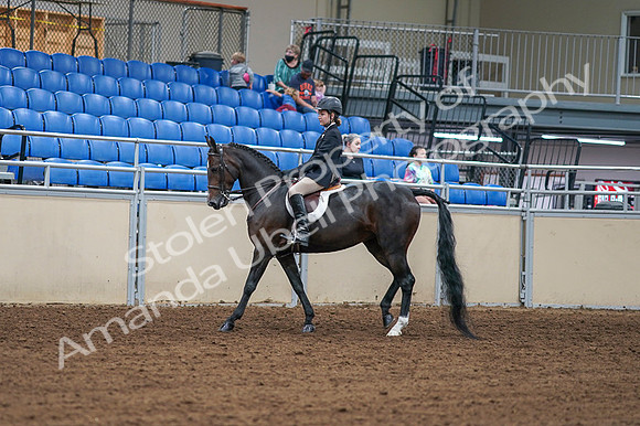 2020 - AB Morgan Horse - Fri, Sept 04 - 01994