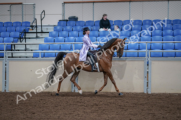 2020 - AB Morgan Horse - Fri, Sept 04 - 05086