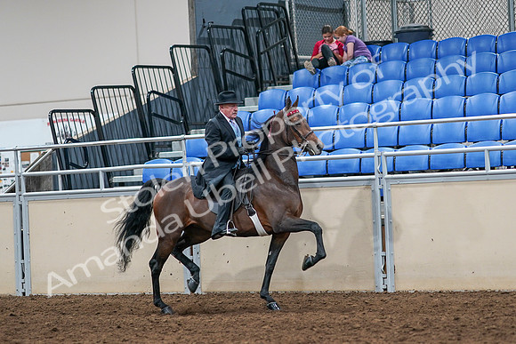 2020 - AB Morgan Horse - Sat, Sept 05 - 08150