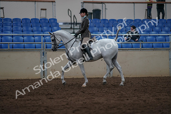 2019 Morgan Horse Show - Sept 01, 2019 - 08574