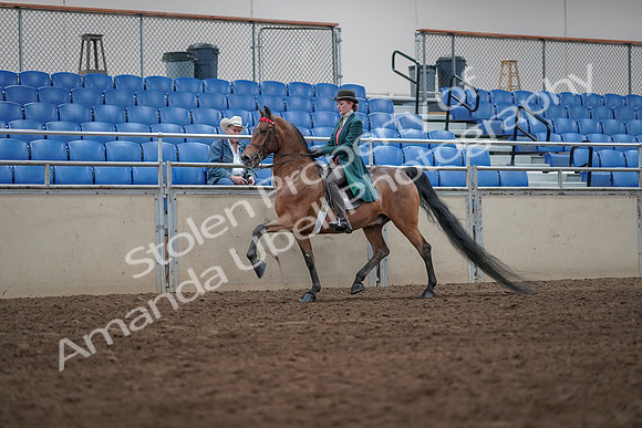 2019 Morgan Horse Show - Sept 01, 2019 - 13207