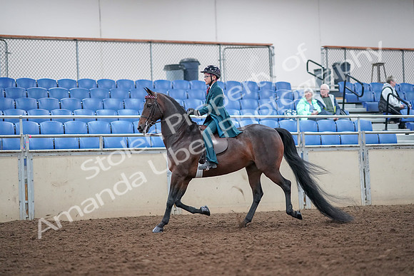 2019 Morgan Horse Show - Aug 30, 2019 - 17841