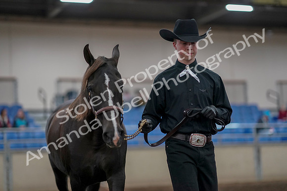 2019 Morgan Horse Show - Aug 31, 2019 - 02074
