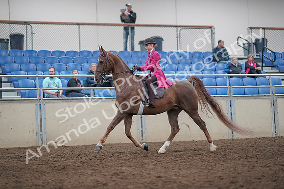 2019 Morgan Horse Show - Aug 31, 2019 - 08749
