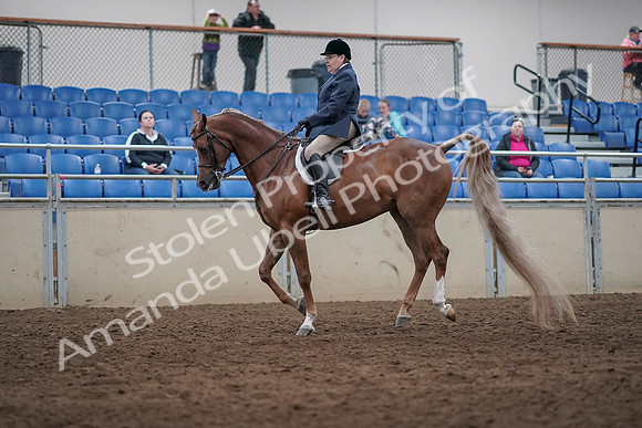 2019 Morgan Horse Show - Sept 01, 2019 - 08735