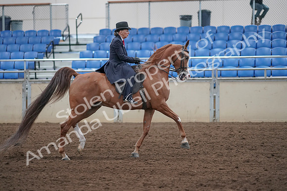 2019 Morgan Horse Show - Sept 01, 2019 - 12082