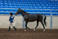 2020 - AB Morgan Horse - Fri, Sept 04 - 00732