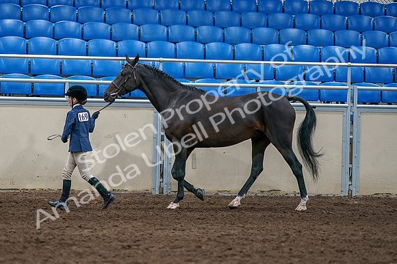 2020 - AB Morgan Horse - Fri, Sept 04 - 00732