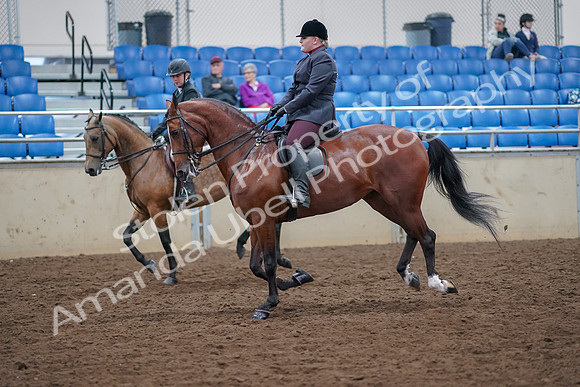 2019 Morgan Horse Show - Aug 30, 2019 - 20527