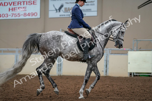 2019 Morgan Horse Show - Aug 30, 2019 - 22463