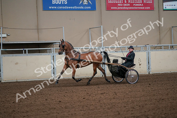 2019 Morgan Horse Show - Aug 30, 2019 - 13060