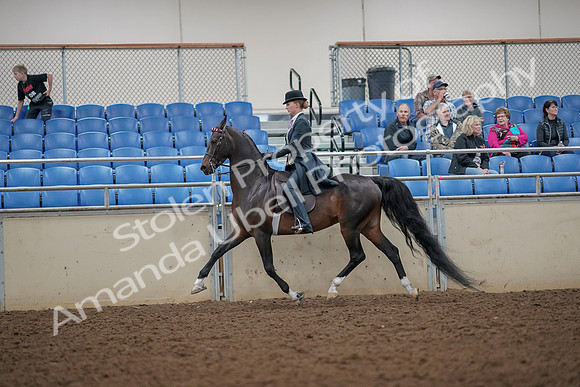 2019 Morgan Horse Show - Aug 30, 2019 - 25103