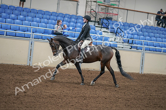 2020 - AB Morgan Horse - Fri, Sept 04 - 05840